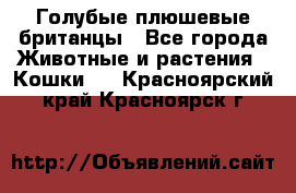 Голубые плюшевые британцы - Все города Животные и растения » Кошки   . Красноярский край,Красноярск г.